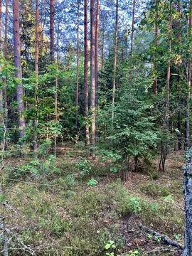 In the forest Stock Photos
