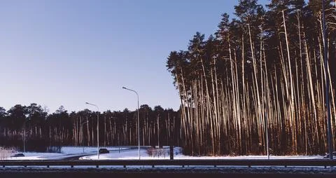 Forest Stock Photos