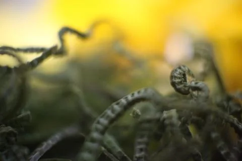 Forest Fotos de archivo