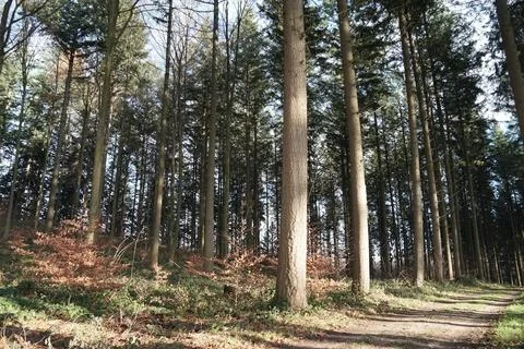 Forest Stock Photos