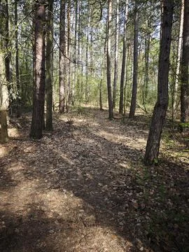 Forest Fotos de archivo