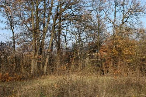 Forest Stock-Fotos