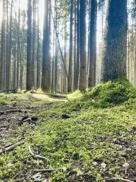 In the forest Foto stock