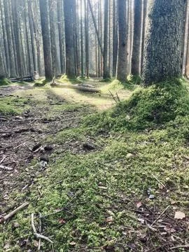 Forest Foto stock