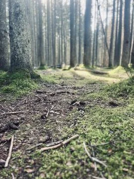 Forest Foto stock