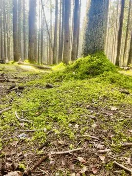 In the forest Foto stock