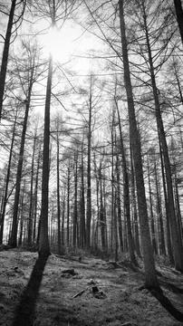 A forest Stock Photos