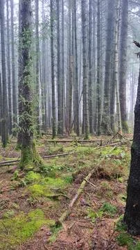 Forest Stock Photos