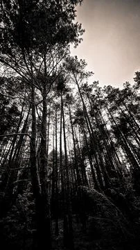 Forest 스톡 사진