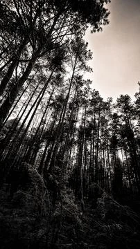 Forest 스톡 사진