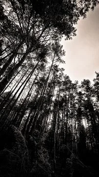 Forest 스톡 사진