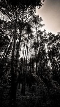 Forest 스톡 사진