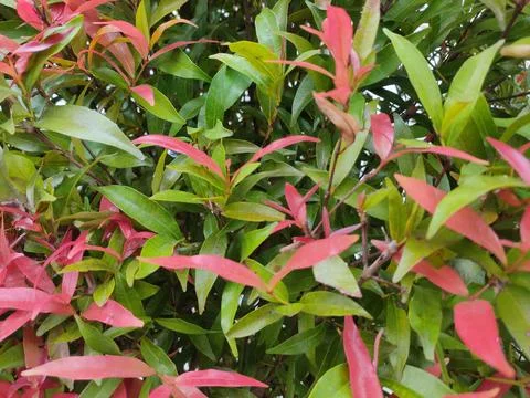 The forest Stock Photos