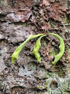 In the forest Stock Photos