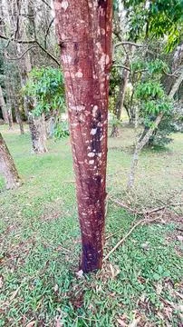 Forest 스톡 사진