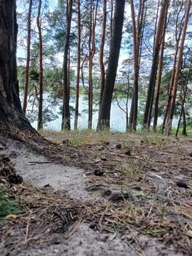 Forest Stock Photos