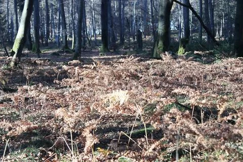 In the forest Stock Photos