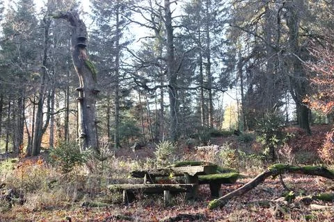 In the forest Stock Photos