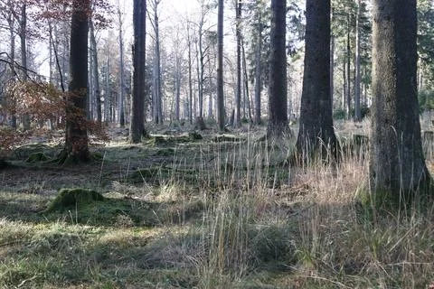 In the forest Stock Photos