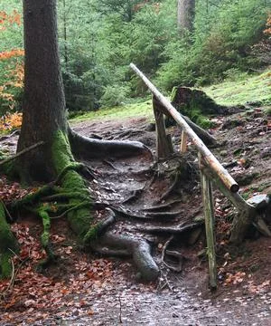 In the forest Stock Photos