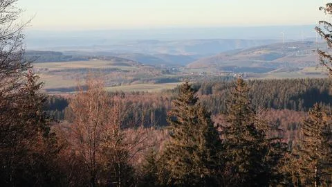 In the forest Stock Photos