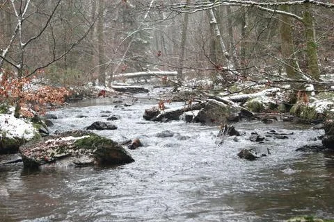 In the forest Stock Photos