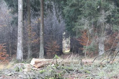 In the forest Stock Photos