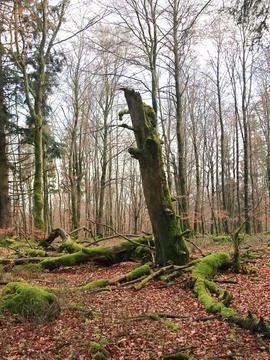 In the forest Foto stock