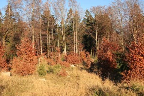 In the forest Stock Photos