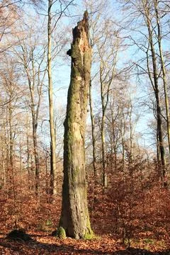 In the forest Stock Photos