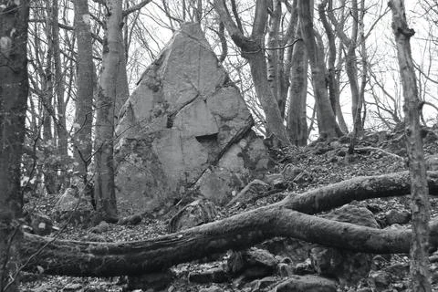 In the forest Stock Photos