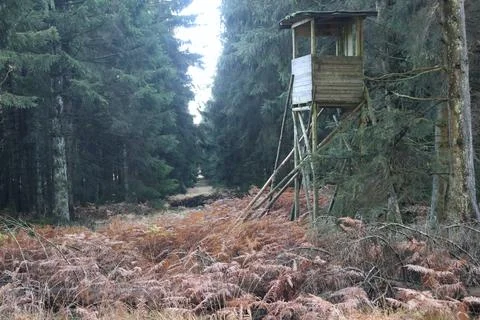 In the forest Stock Photos