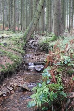 In the forest Stock Photos