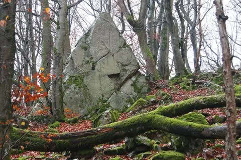 In the forest Stock Photos
