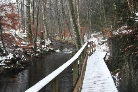 In the forest Stock Photos