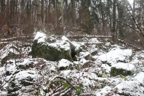 In the forest Stock Photos