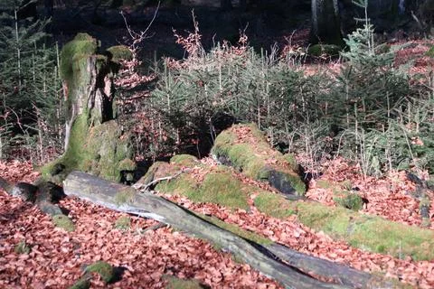 In the forest Stock Photos