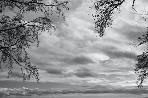 In the forest Stock Photos