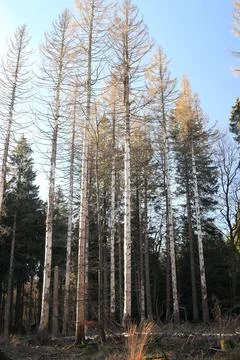 In the forest Foto stock