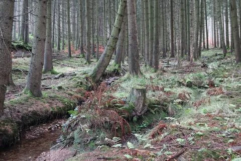 In the forest Stock Photos