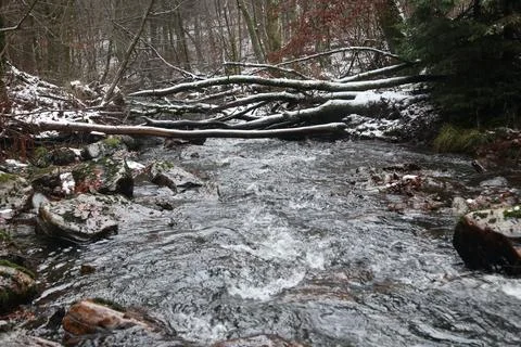 In the forest Stock Photos