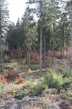 In the forest Stock Photos