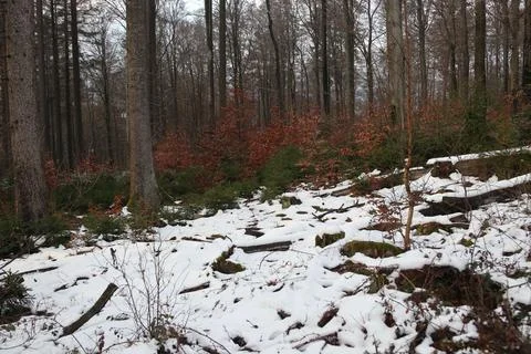 In the forest Stock Photos