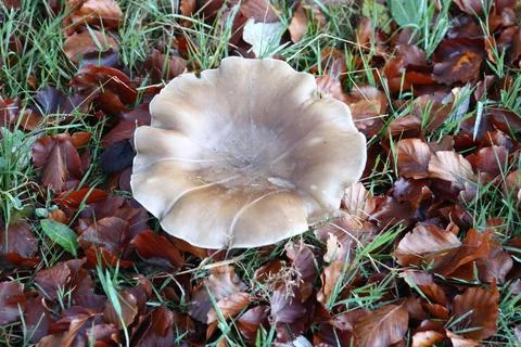 In the forest Stock Photos