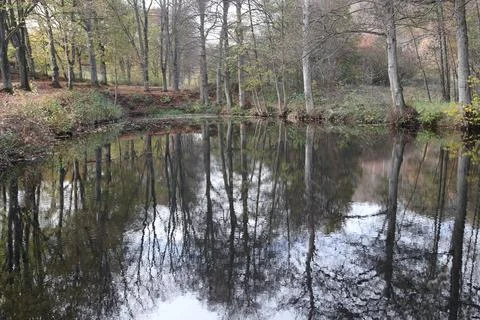 In the forest Stock Photos