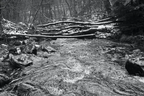 In the forest Stock Photos