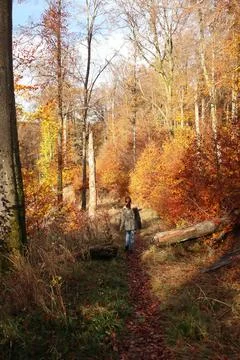In the forest Stock Photos