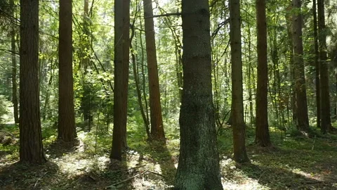 Forest picturesque panorama Stock Footage 115318975