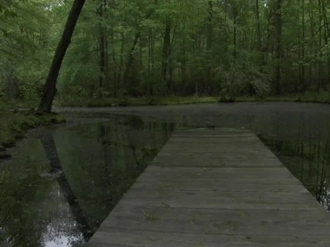 Forest Pier Vídeo Stock 356529