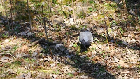 A forest pigeon walks through the forest. 動画素材 152157040
